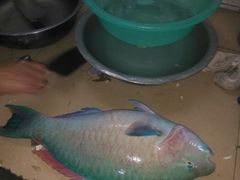 野生蘇媚（8斤重）-浪琴湾尾角仔海鲜坊