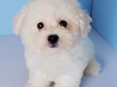 -翊宠yipet猫狗购宠庄园犬舍•猫舍