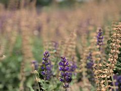 -武清南湖绿博园