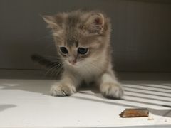 -东方名猫馆·英短金渐层布偶猫舍(环线广场1号楼店)