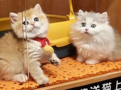 -欣宠猫屋·矮脚拿破仑·蓝金金渐层
