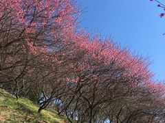 -新建村梅花