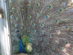 孔雀开屏-意大利农场度假村