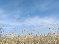 -盐城丹顶鹤湿地生态旅游区