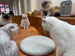 -有猫主题·治愈系猫咖(曾厝垵店)