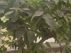 -呀路古热带植物园