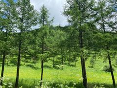 -塞罕坝国家级自然保护区