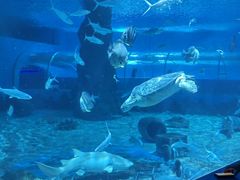 -北戴河圣蓝海洋公园