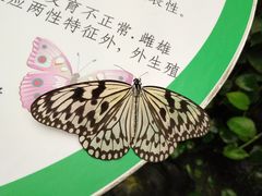 -上海大自然野生昆虫馆(东方明珠·爬宠昆虫探索中心)
