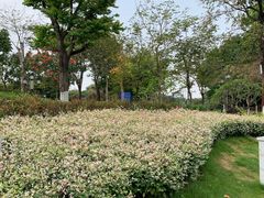 -映月湖公园
