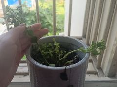 -豆豆花艺(新光天地店)