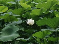-东郊湿地公园