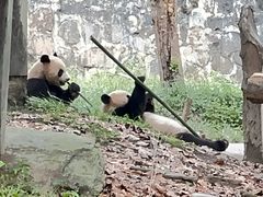 -都江堰中华大熊猫苑