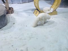 -海合安青岛极地海洋公园