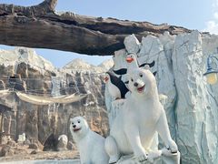 -海花岛旅游度假区