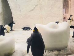 -大连圣亚海洋世界