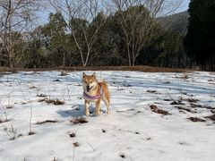-瑞派雷欧宠物医院·24h夜诊·心脏骨科牙科·全科重症转诊中心(无影山店)