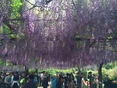 -嘉定紫藤园