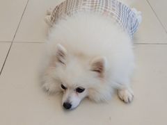 -怪兽屋·羊驼·猫咖·狗咖(俊华广场店)