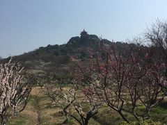 -林屋梅海青梅保护基地