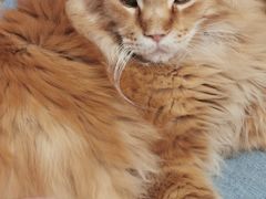 -藏猫猫咖啡主题馆(中央大道店)