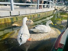 -莲湖公园