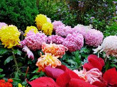 -上海共青森林公园