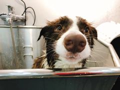 -PETKIT小佩宠物(古北店)