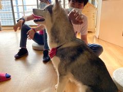 -Husky Go! 哈士奇体验馆·宠物咖啡厅狗咖