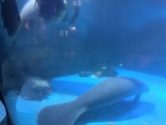 -烟台海昌鲸鲨海洋公园