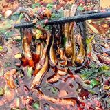 一人份豪华再豪华的临江鳝丝面🍜快速拥有！