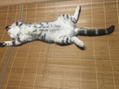 -纳吉亚猫专科动物诊疗中心(蒋宅口分院)