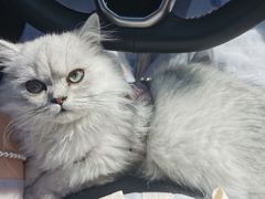 -爱诺耐芙动物医院(万博店)