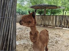 -鄂尔多斯野生动物园