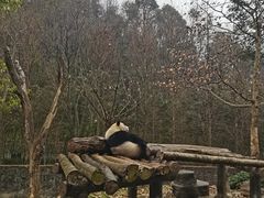 -都江堰中华大熊猫苑