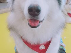 -Husky Go! 哈士奇体验馆·宠物咖啡厅狗咖