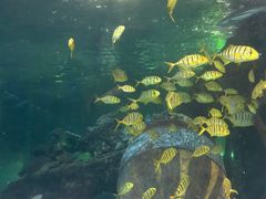 -太平洋海底世界