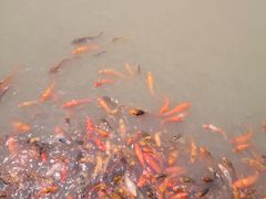 -中国扬子鳄村