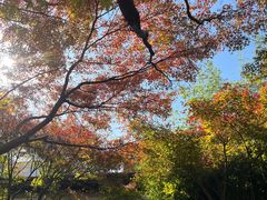 -秋霞圃