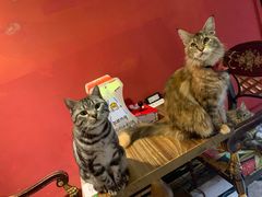 -猫色咖啡·猫咖