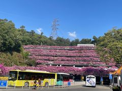 -深圳仙湖植物园