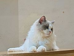 -藏猫猫咖啡主题馆(中央大道店)