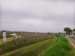 -空港花田景区