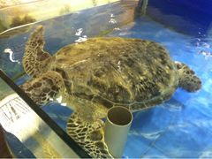 大龟-海天一色海景自助餐厅(西港花园店)