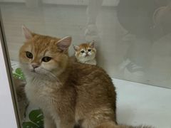 -青奢宠物·青奢猫舍