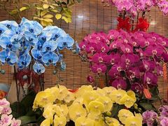 -双季花艺园艺市场(浦东店)