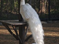 -秦皇岛野生动物园