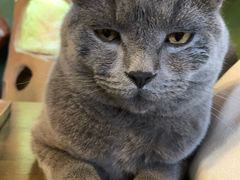 -猫猫幼稚园·撸猫·桌游·电玩