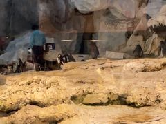 -帝企鹅自助餐厅•儿童岛•真企鹅(长隆企鹅酒店)