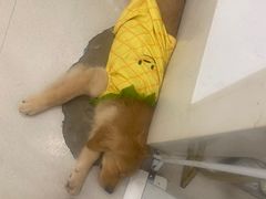 -共舞时光猫咖·狗咖(新街口店)